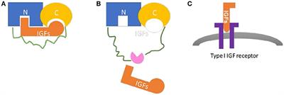 Insulin-Like Growth Factor Binding Proteins in Autoimmune Diseases